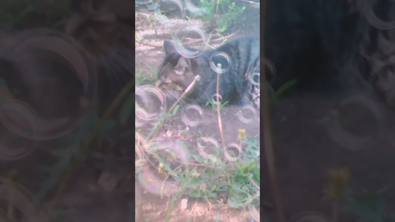 【遠征して来る】君津〜木更津part28【価値も無し！】