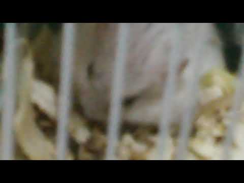 【楽園マルハン】板橋区大山17【やすだオーシャン】